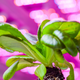 Illustration for article titled Chicago's Huge Vertical Farm Glows Under Countless LED Suns